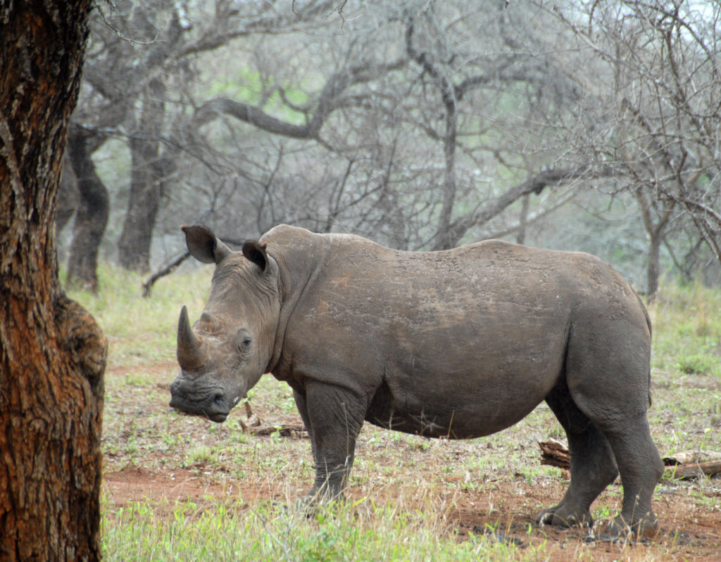 Rhinos on the heels of Tigers
