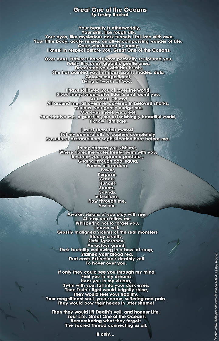 Great One of the Oceans - by Lesley Rochat