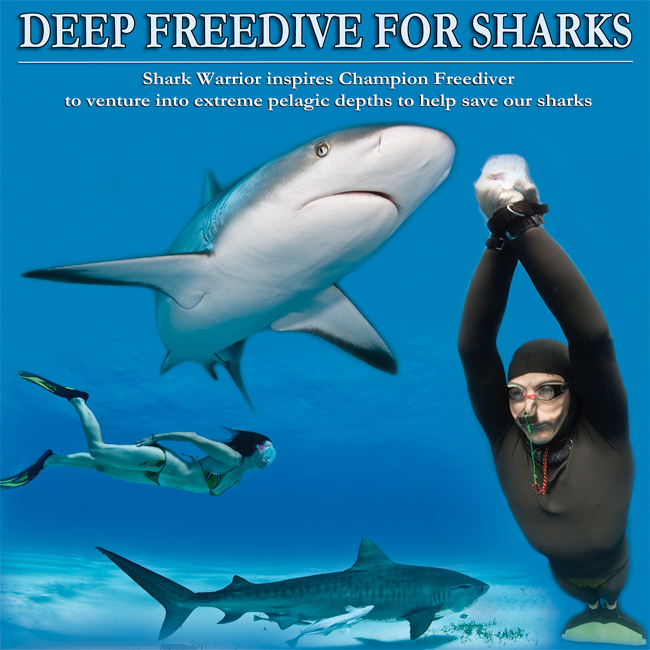 Deep Freedive for Sharks Campaigner: Deep Freedive for Sharks