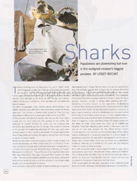 Sharks at the end of the line Sharks at the end of the line