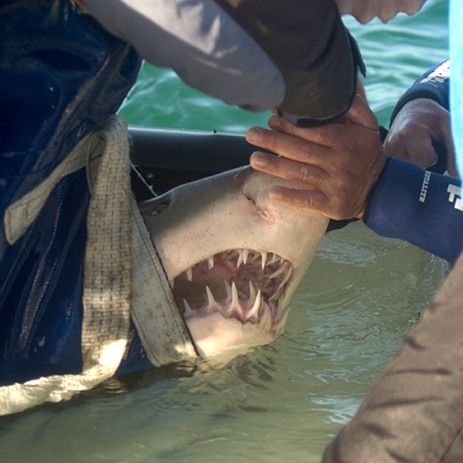 Releasing Sharks Behind the Scenes: Releasing Sharks